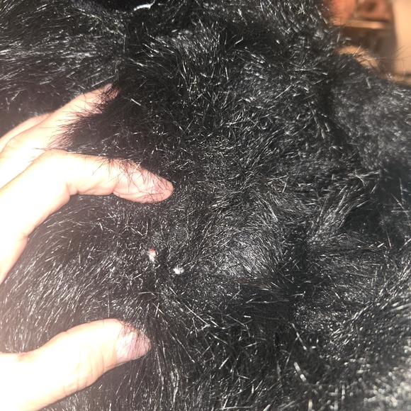 Black Gorilla Sitting 12" Plushie‎ Stuff Animal - Picture 8 of 8